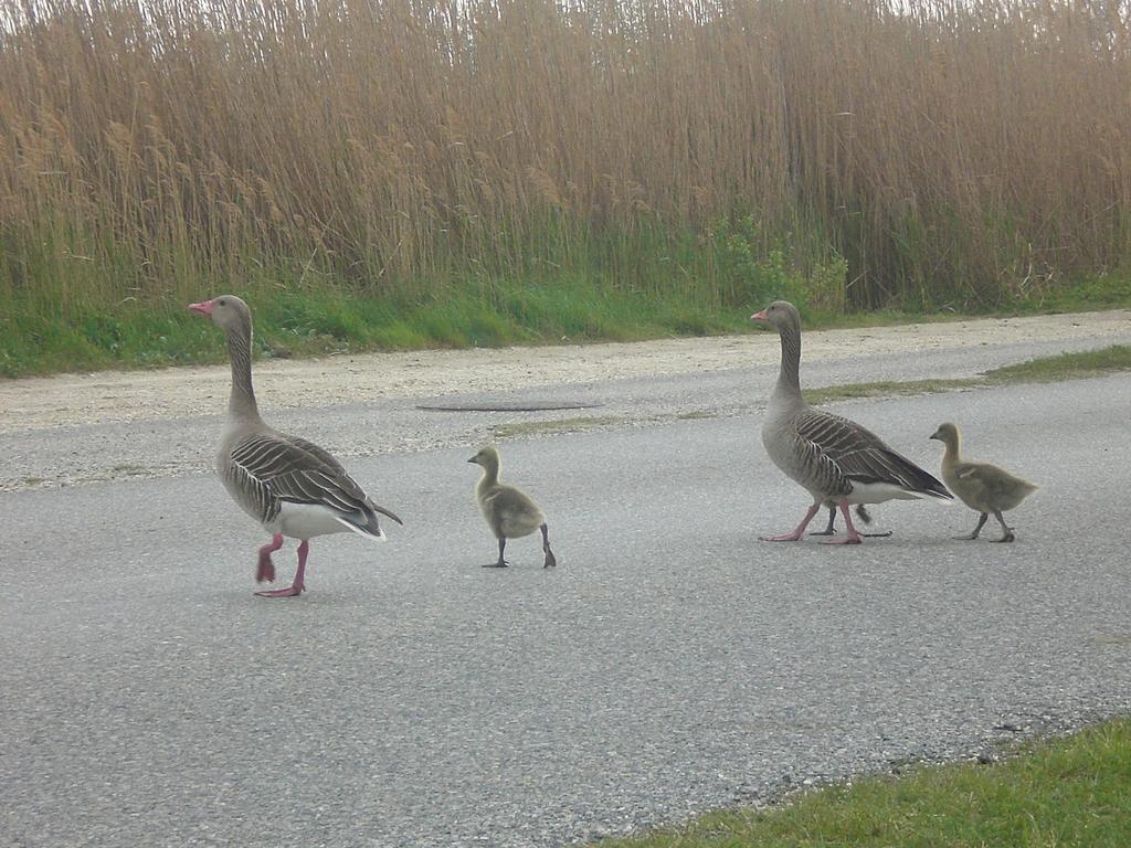 Ferienwohnungen Feldsee Illmitz Zewnętrze zdjęcie