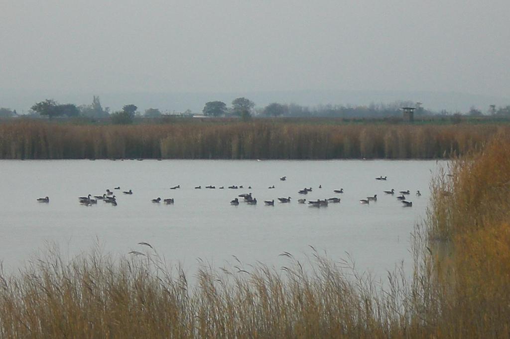 Ferienwohnungen Feldsee Illmitz Zewnętrze zdjęcie