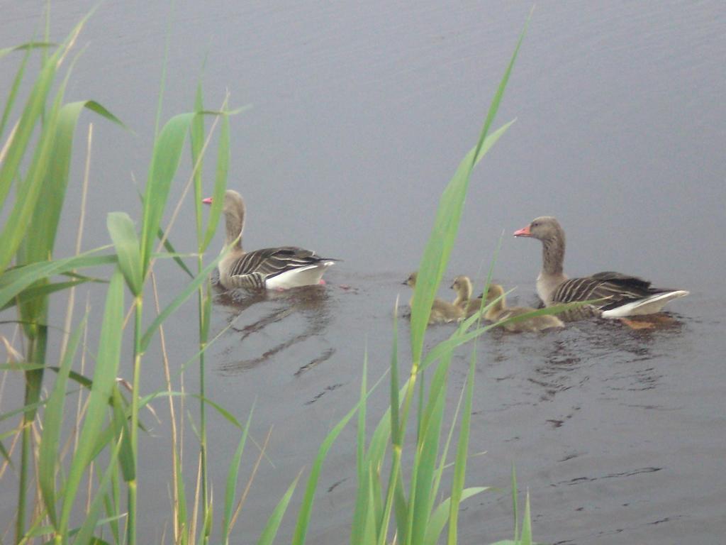 Ferienwohnungen Feldsee Illmitz Zewnętrze zdjęcie