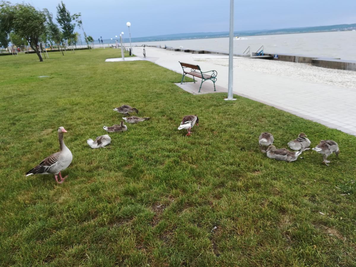 Ferienwohnungen Feldsee Illmitz Zewnętrze zdjęcie