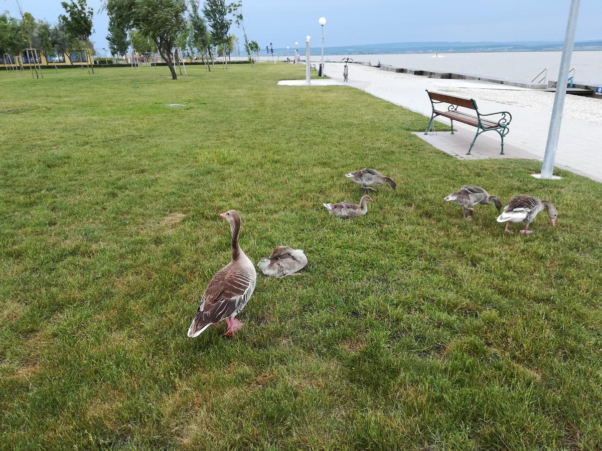 Ferienwohnungen Feldsee Illmitz Zewnętrze zdjęcie